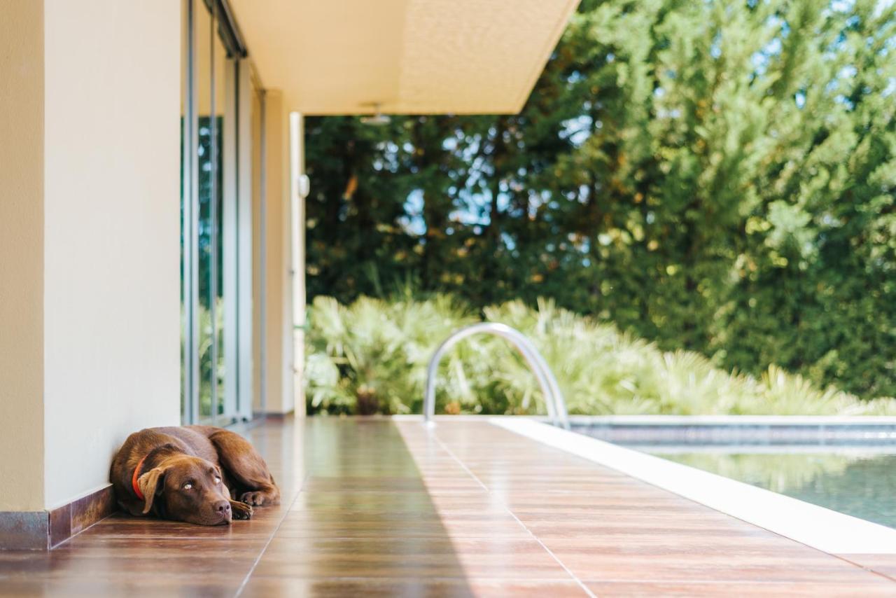 Ap Lago Montargil - Conference & Spa Eksteriør billede The photo shows a brown dog lying on a tiled patio beside a swimming pool. The patio is partially shaded by a modern building, and there are green trees visible in the background, indicating a pleasant outdoor setting. The dog appears relaxed and is 